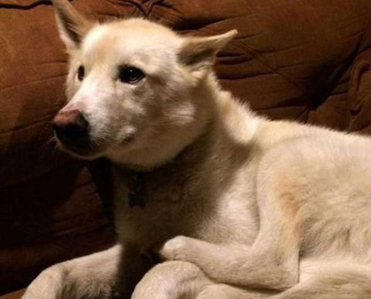 dog
