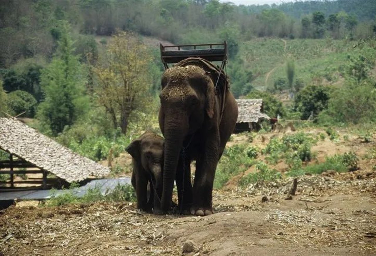 elephants