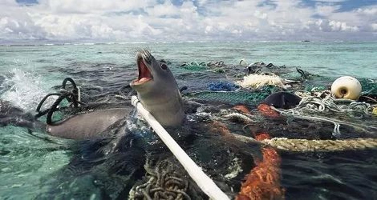 seal