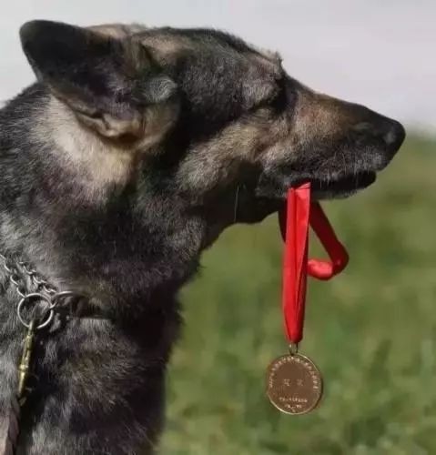 police dog