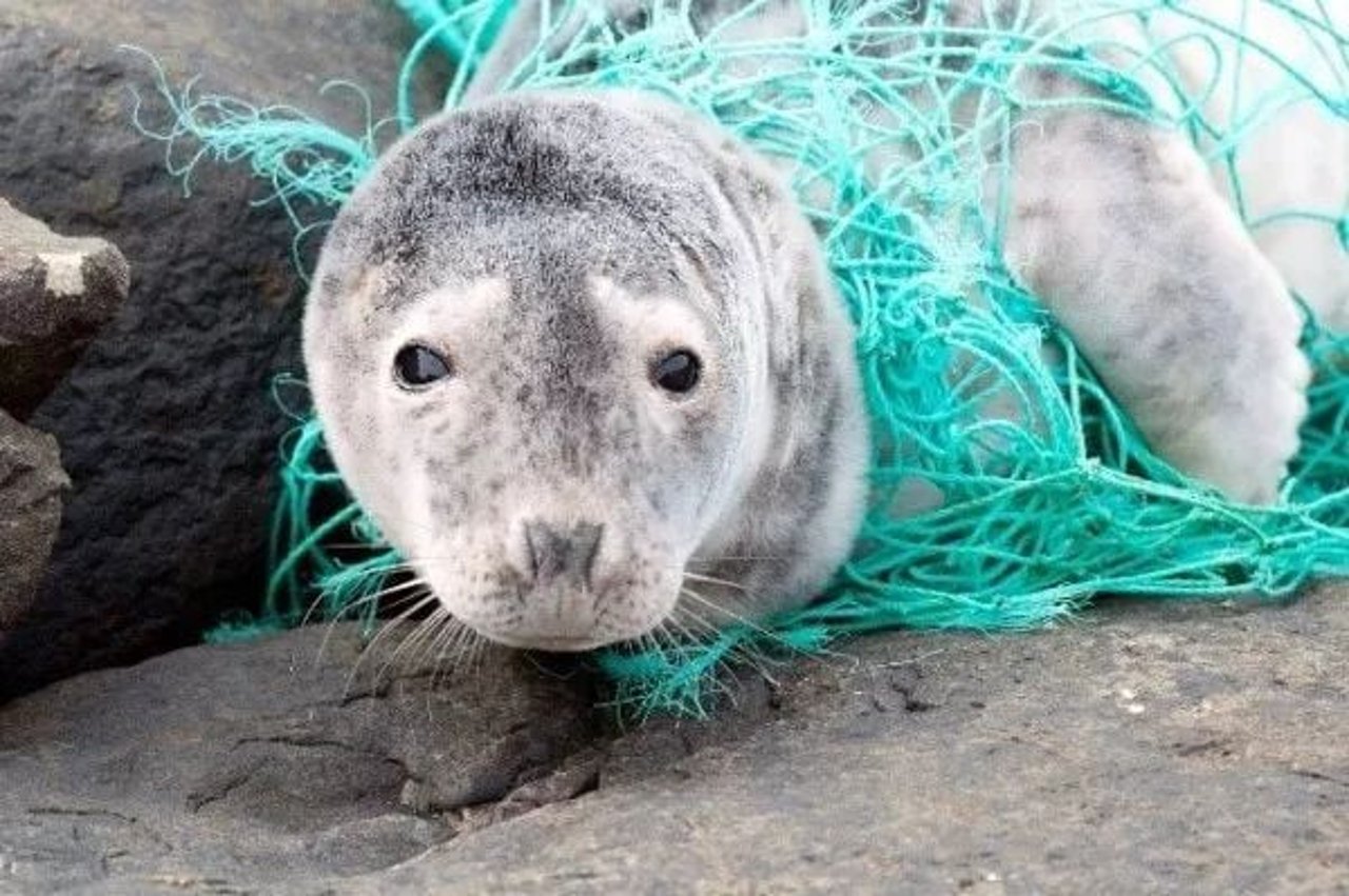 seal
