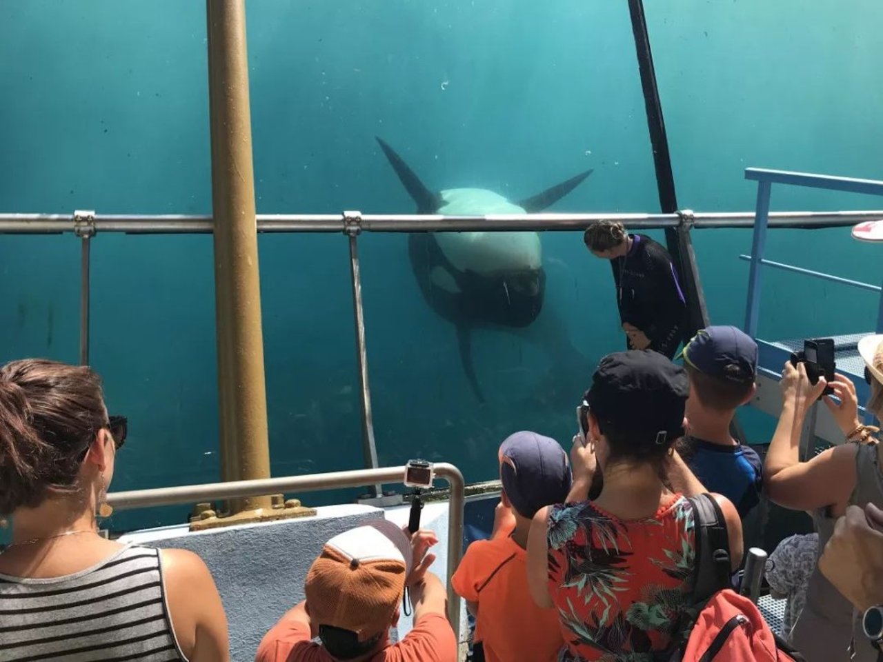 whale
