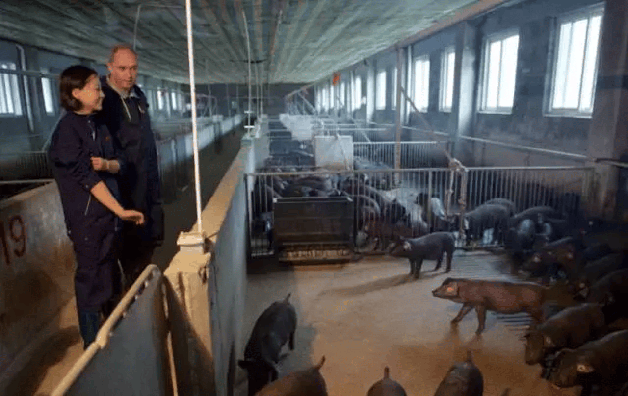 pig farm