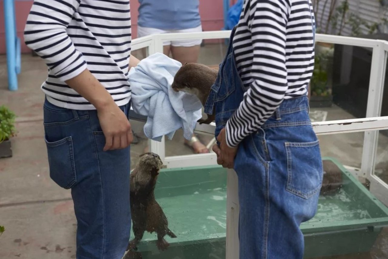 otter
