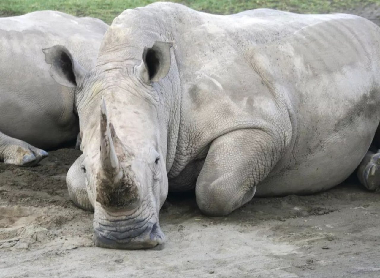 rhino