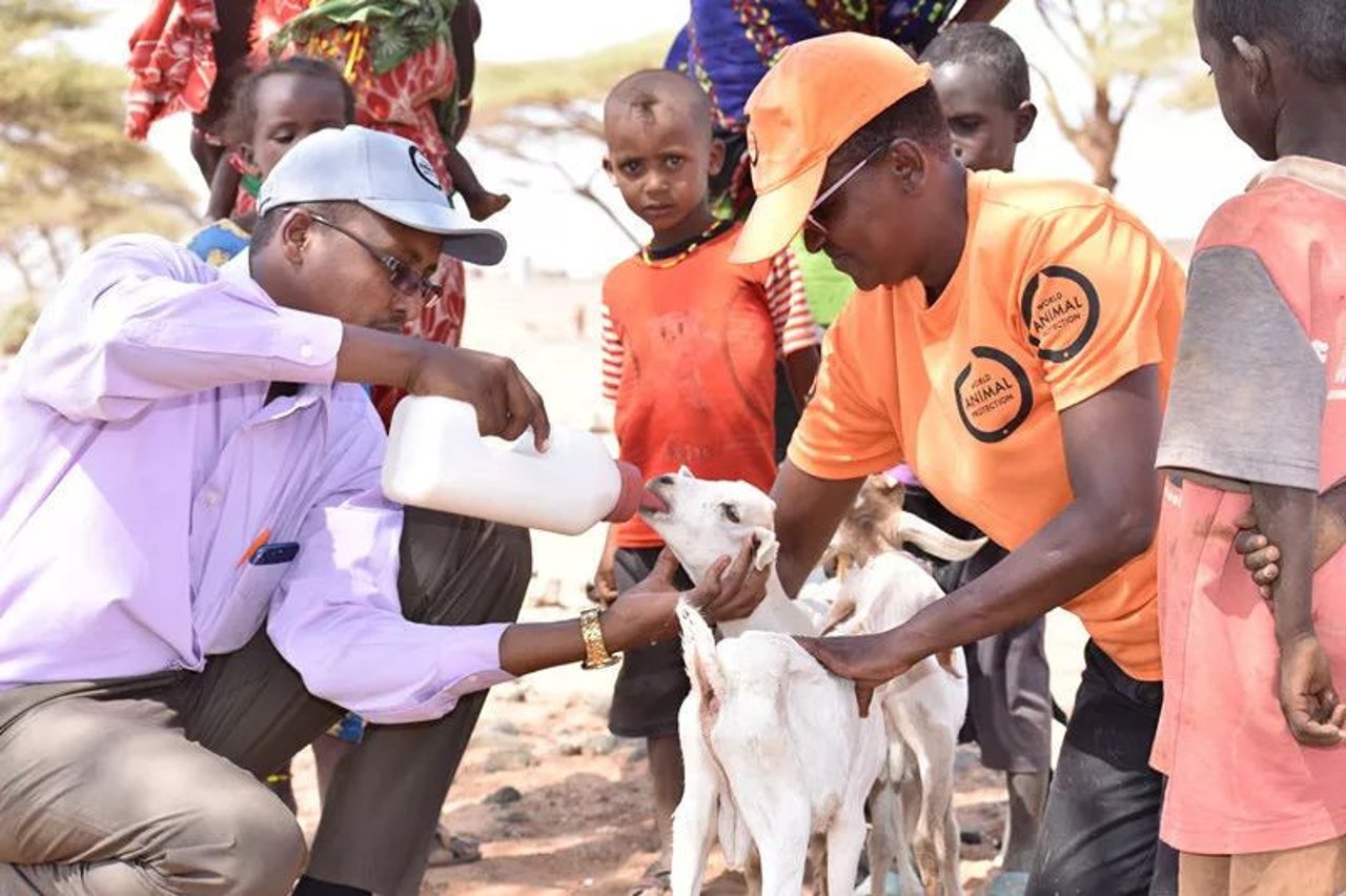 animal in disaster