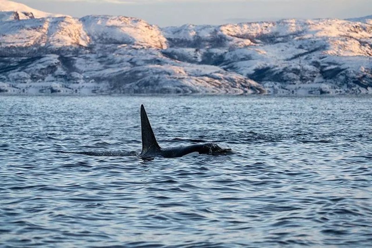 Orcas