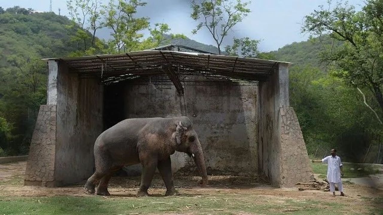 elephant