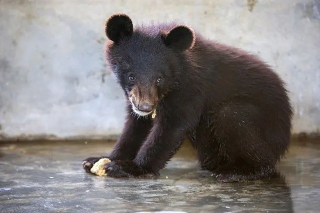 black bear