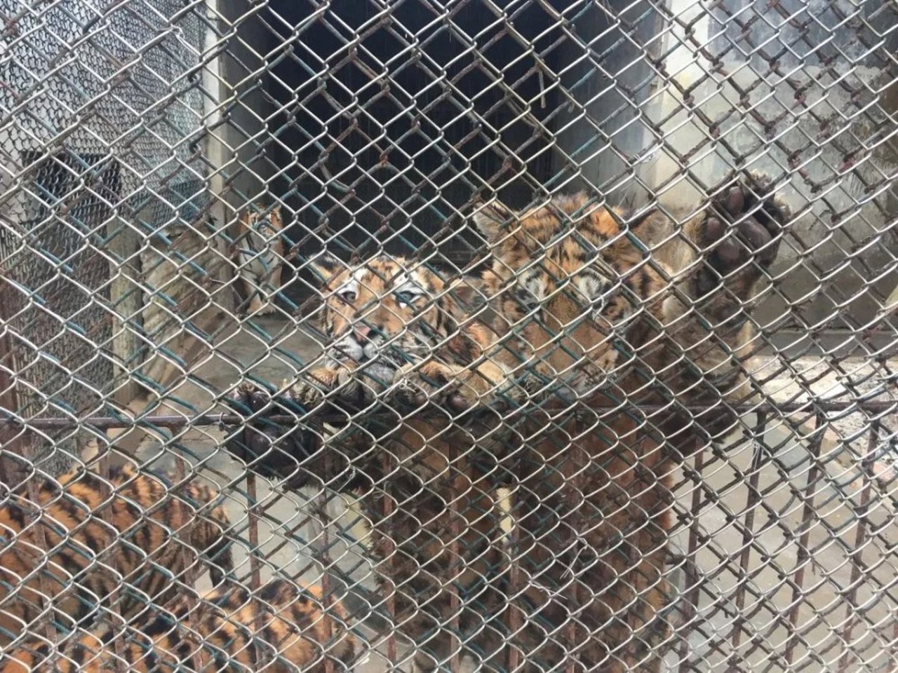 captive tiger