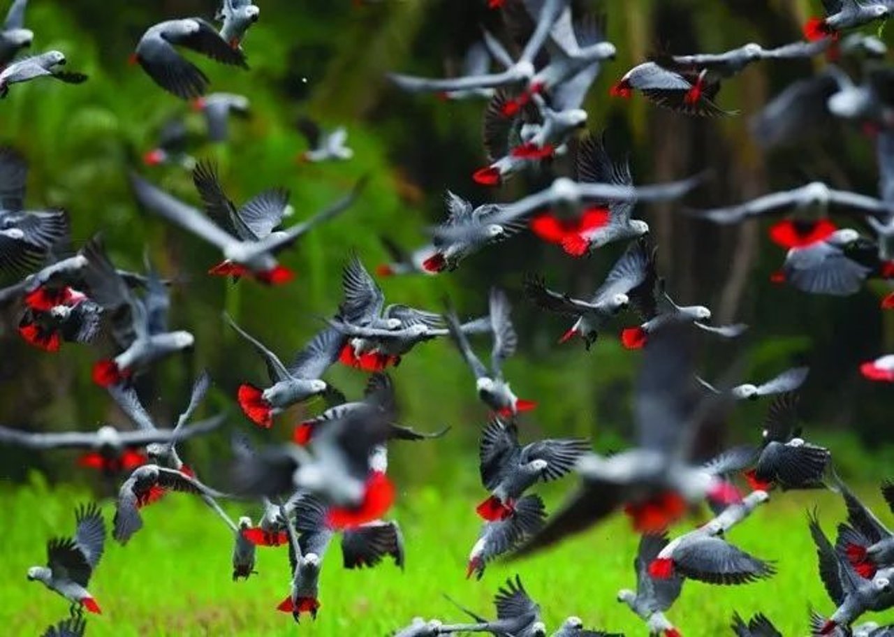 African greys