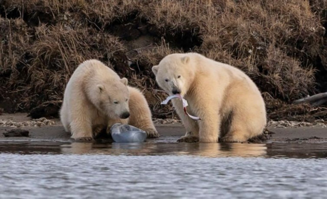 polar bears