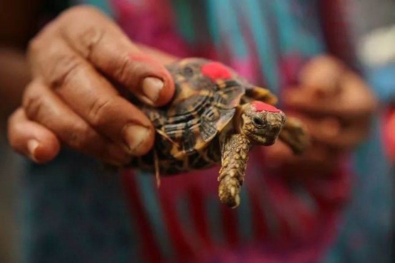tortoise