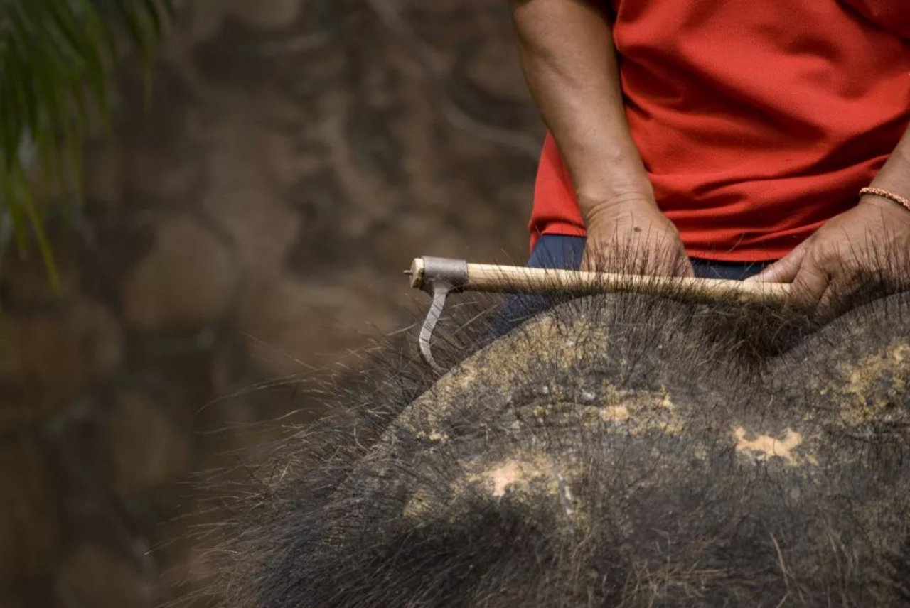 elephant riding