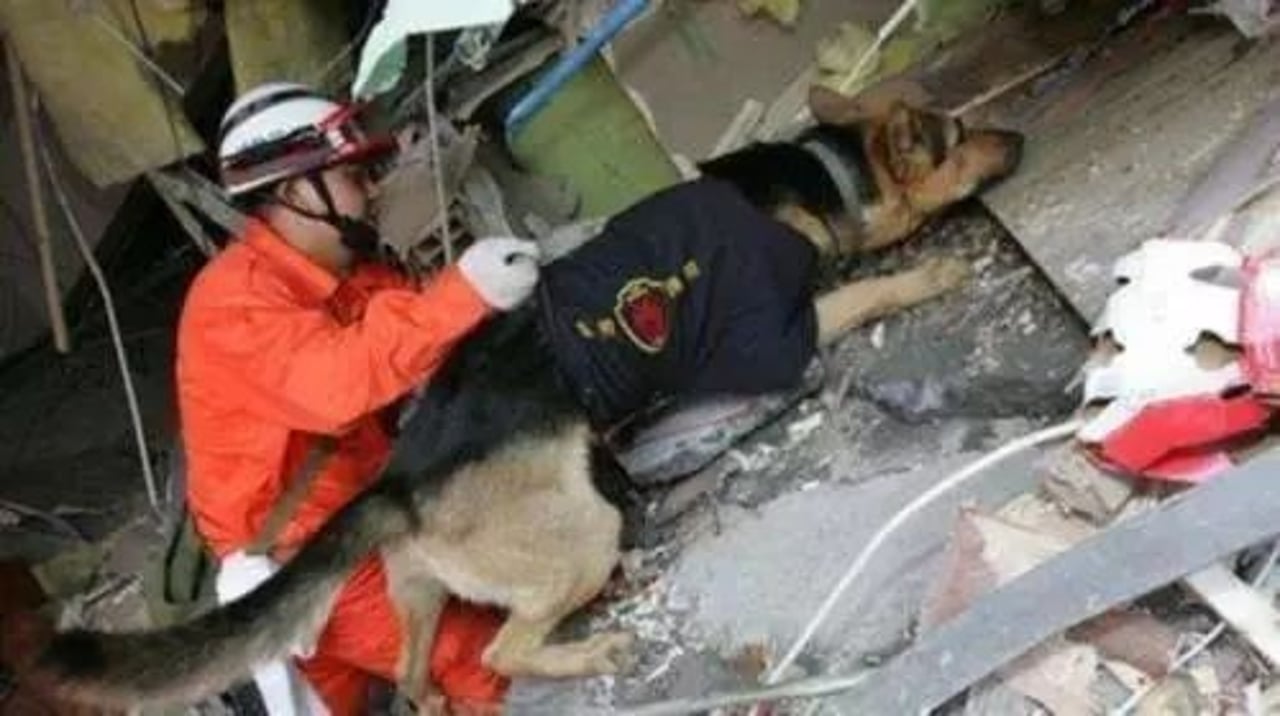 search and rescue dog 