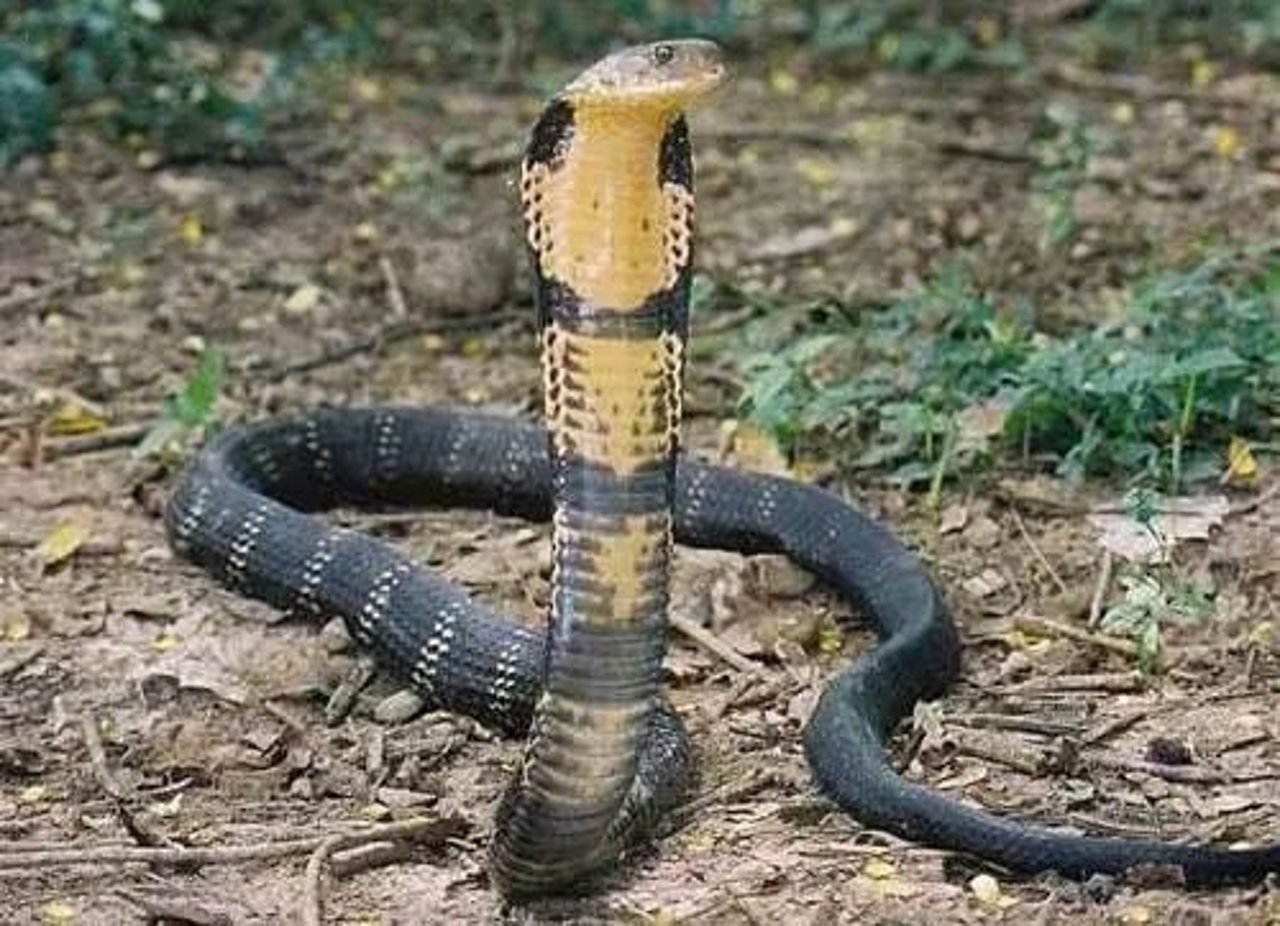 Ophiophagus hannah