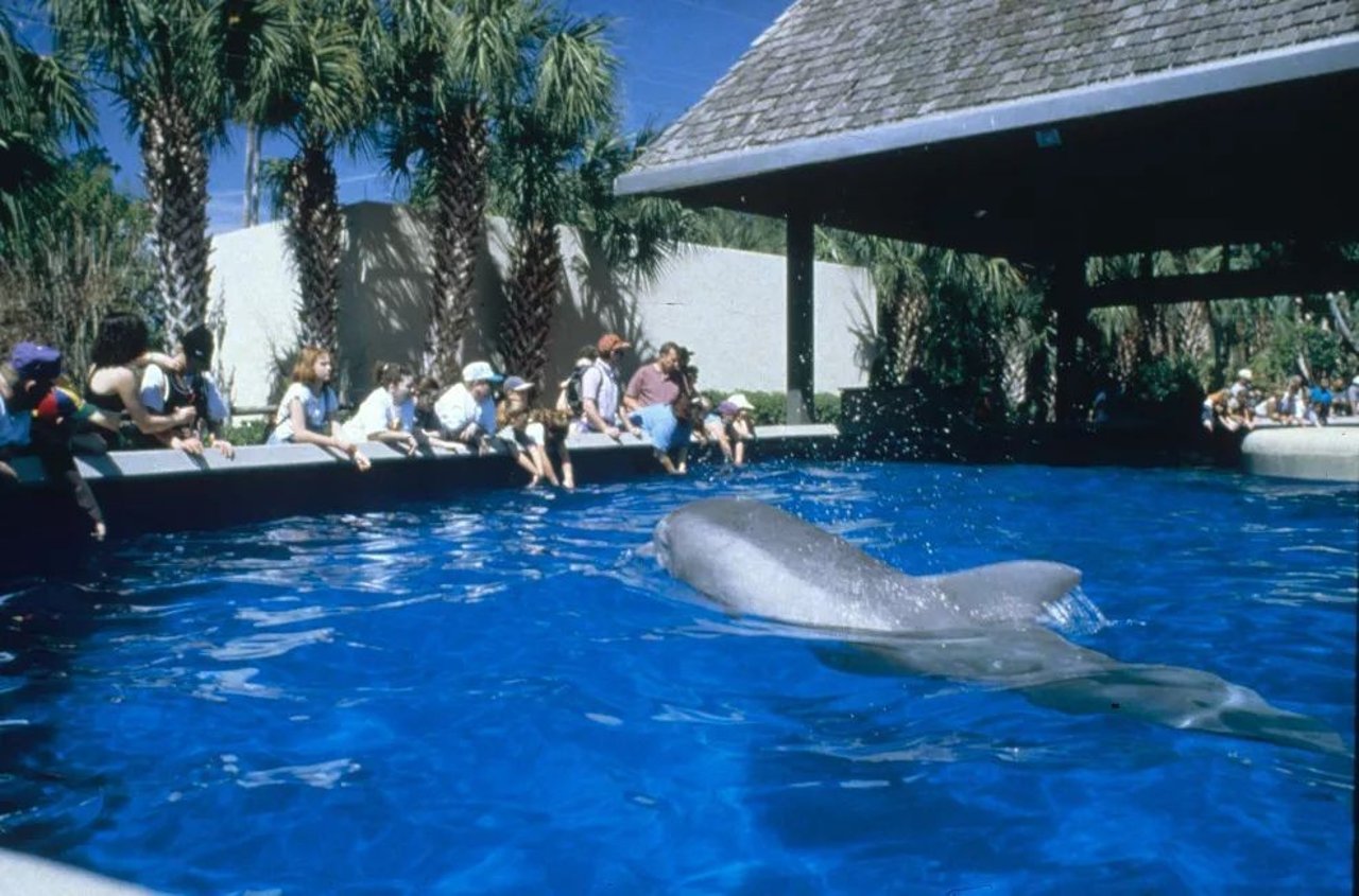 dolphin