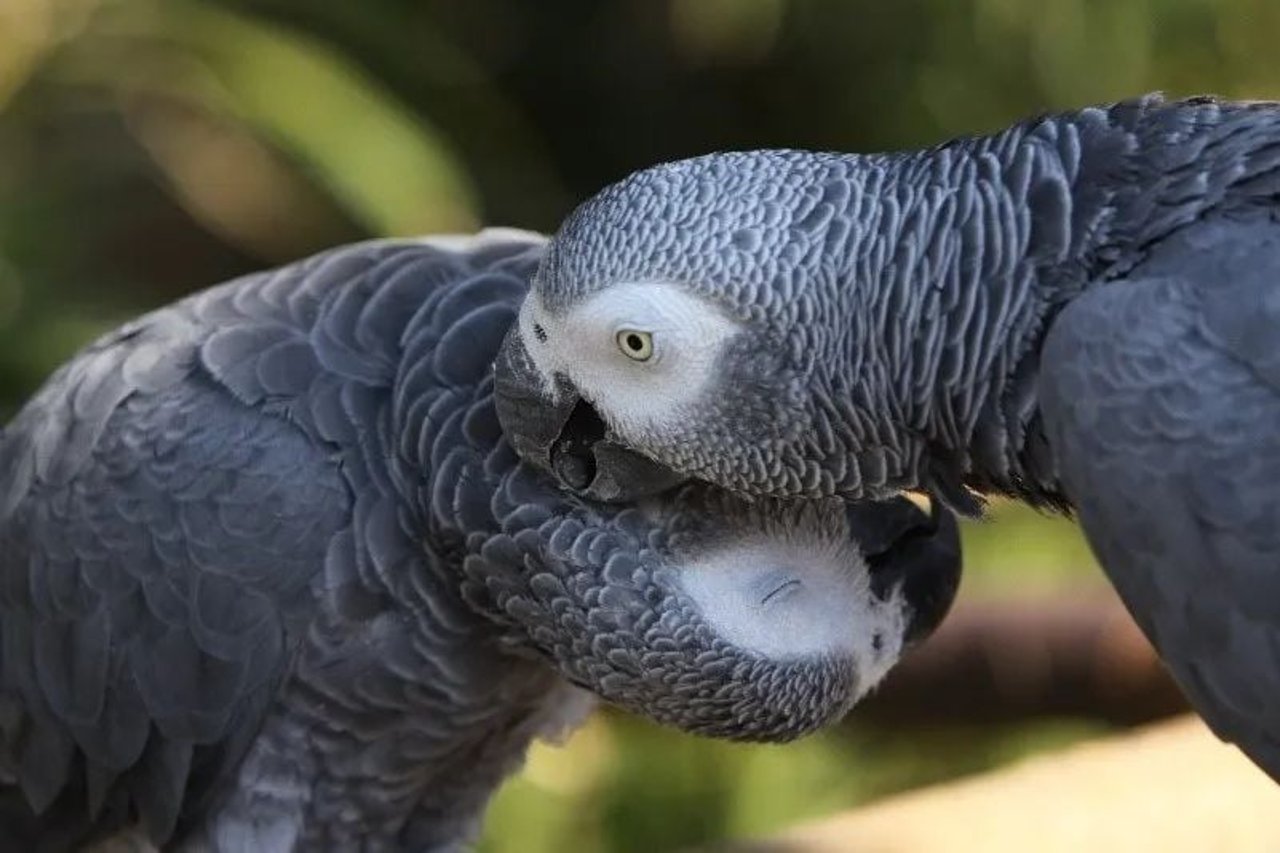 African greys