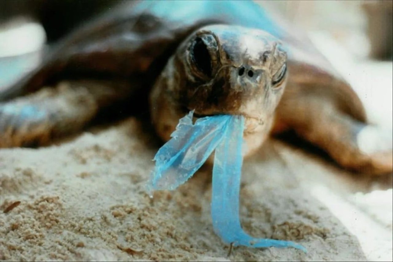 ghost gear