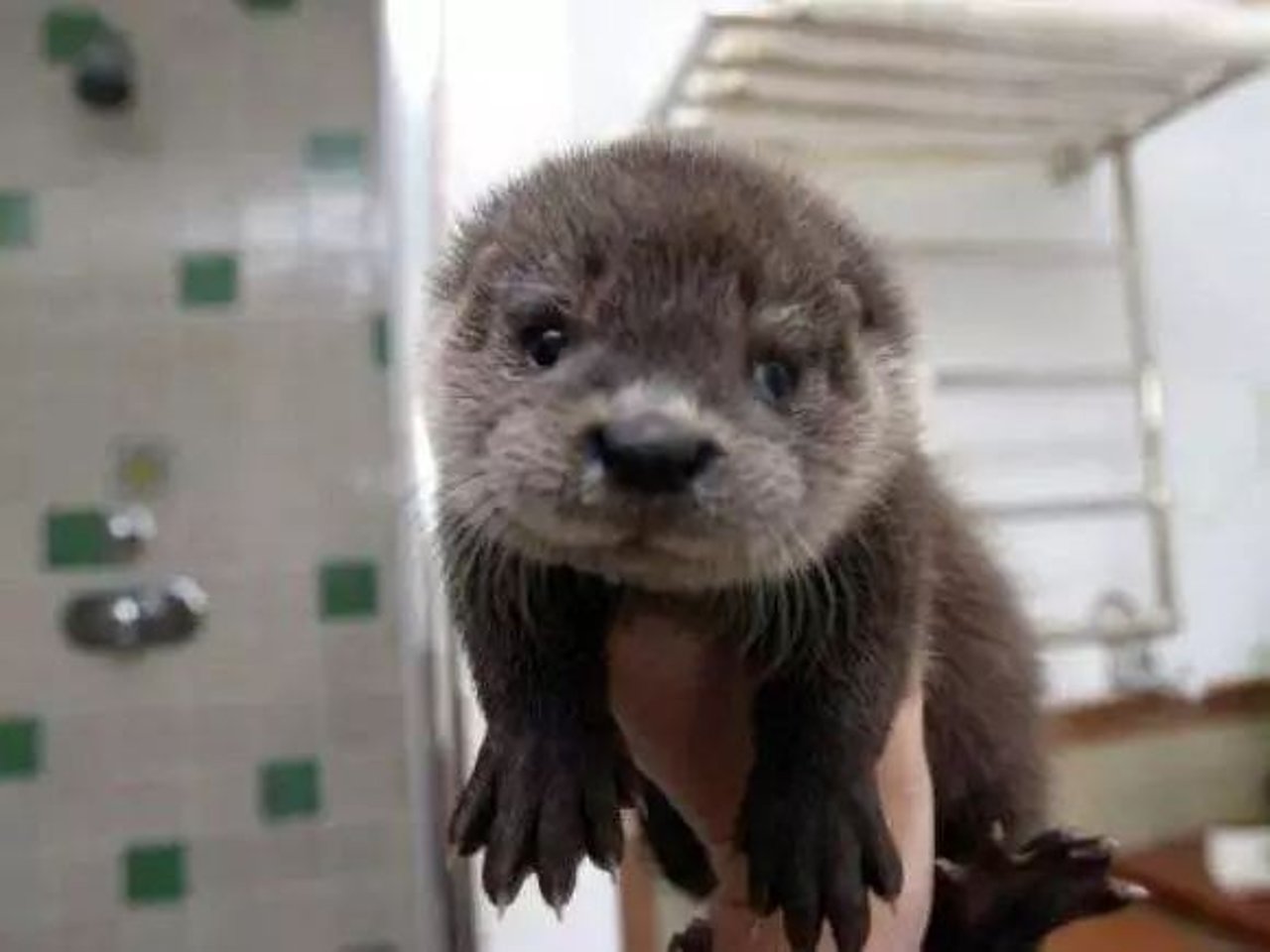 otter