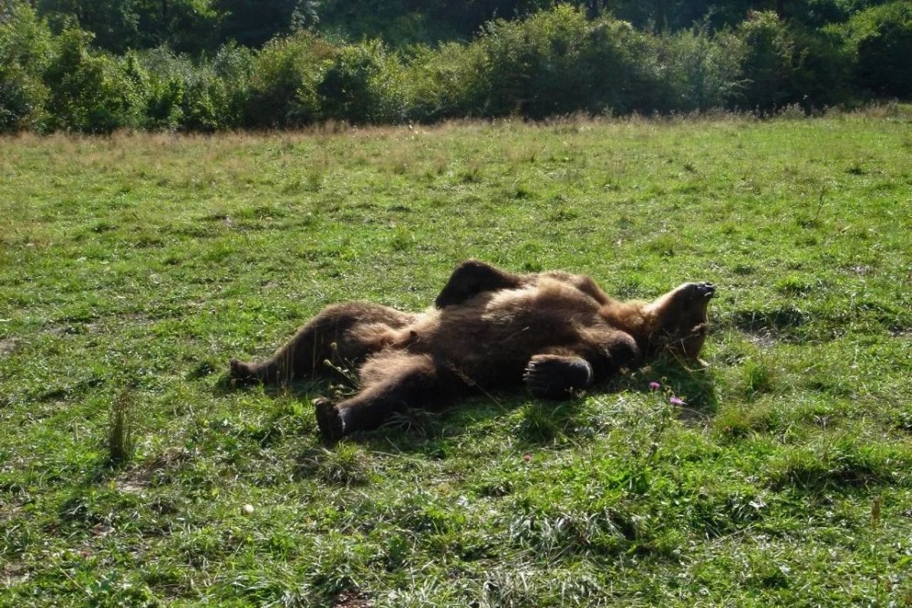 bear
