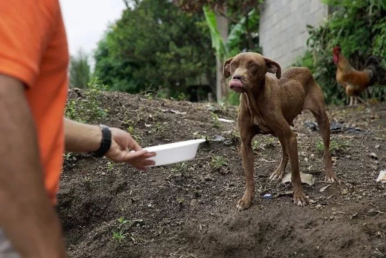 animal in disaster
