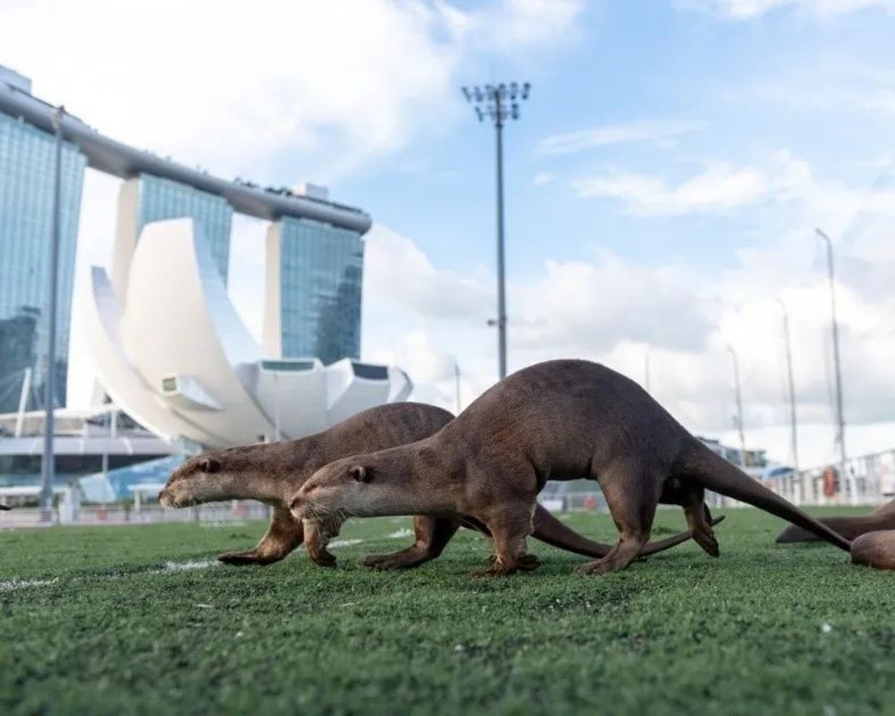 bank beaver