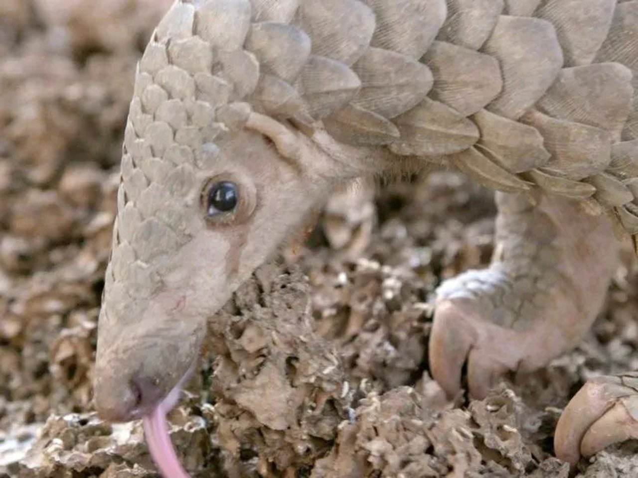 pangolin