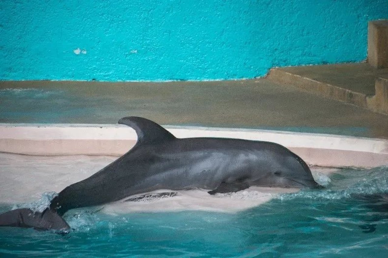 captive dolphin