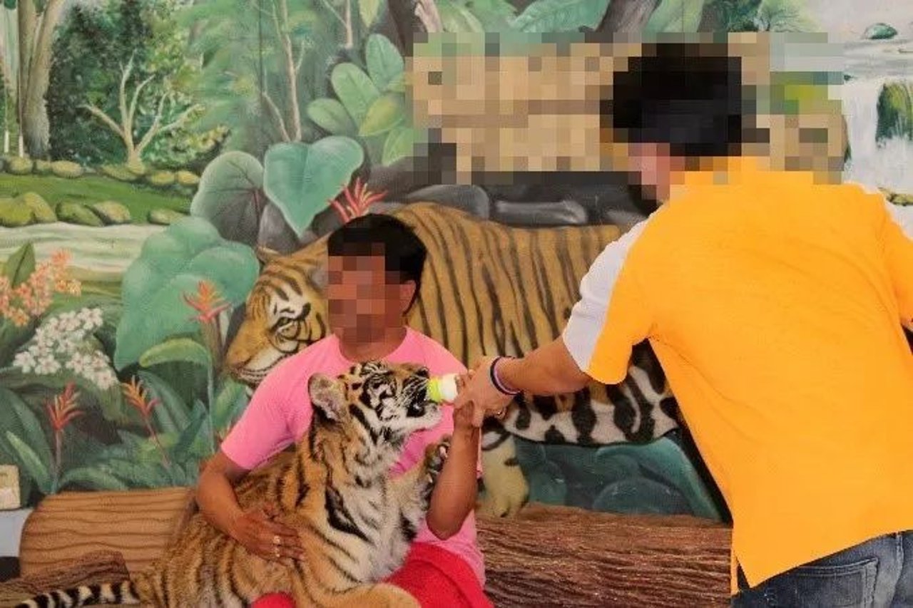 tiger