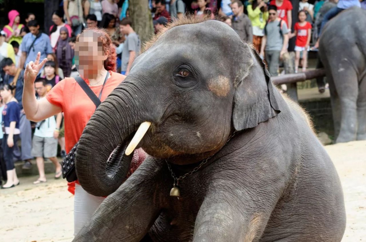 elephant