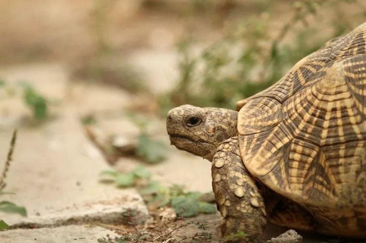tortoise