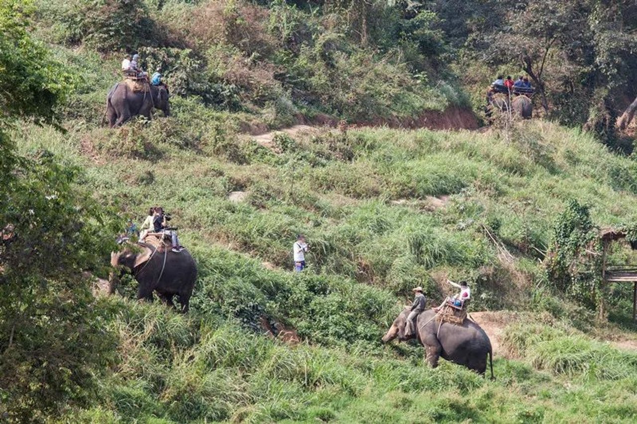 elephants
