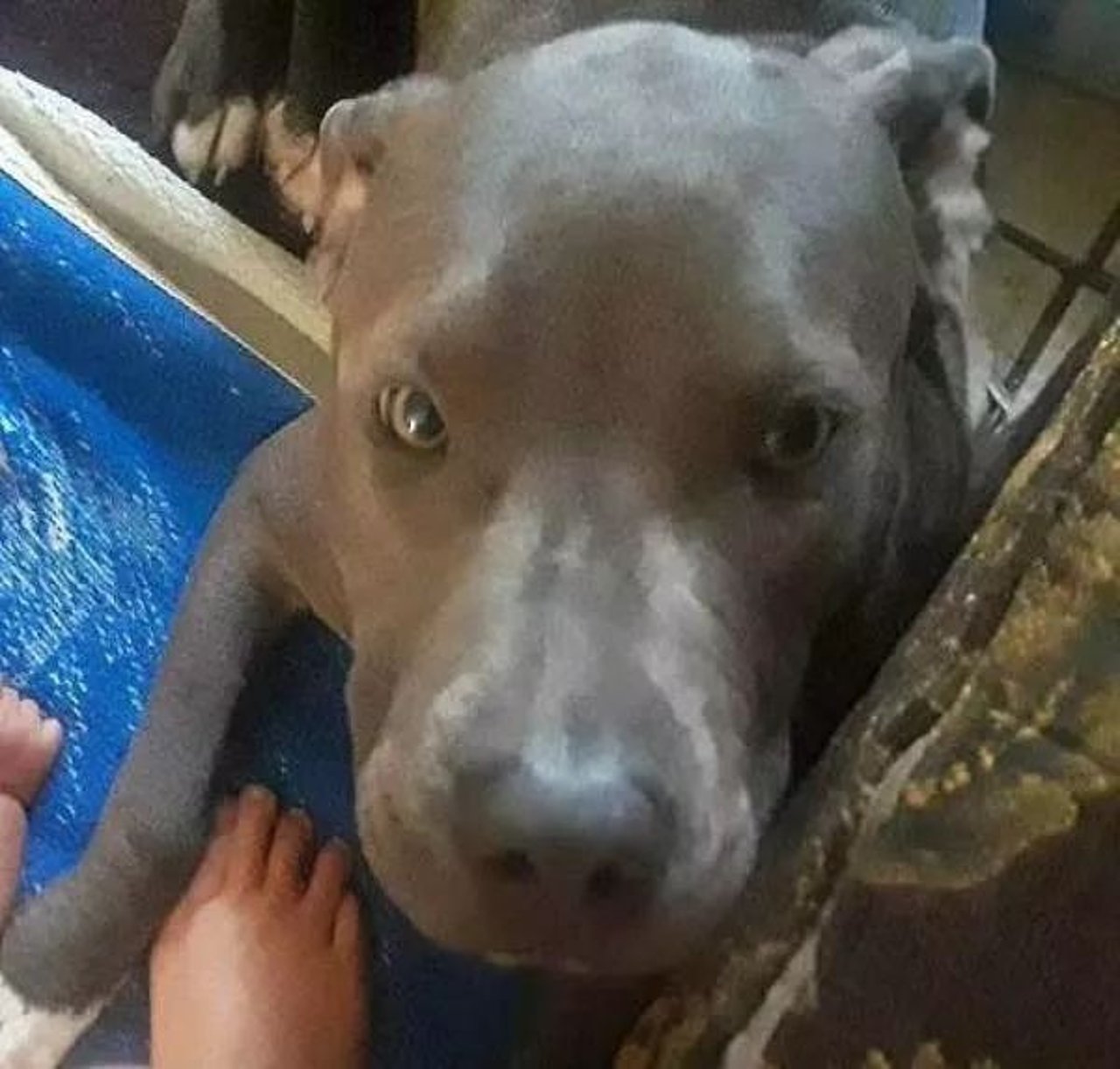 dog
