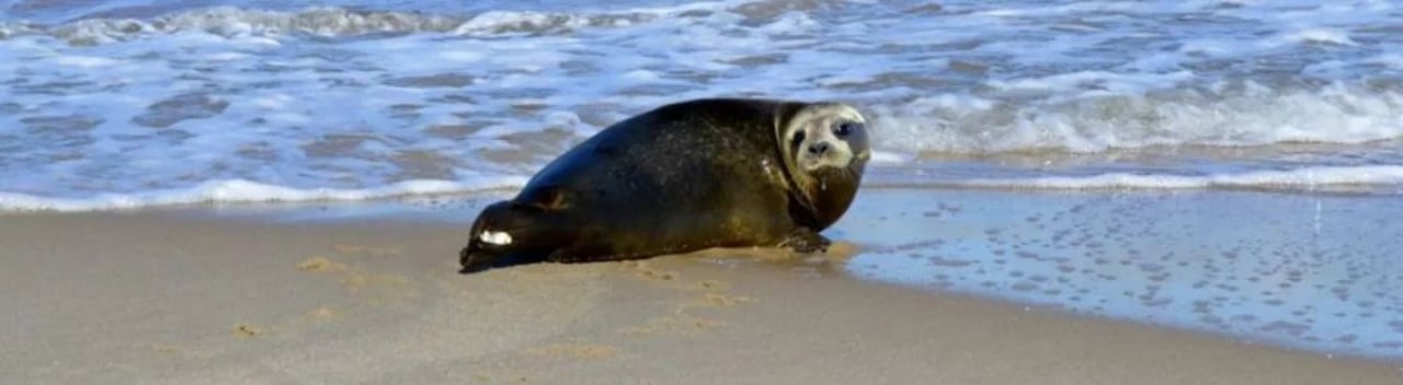 seal