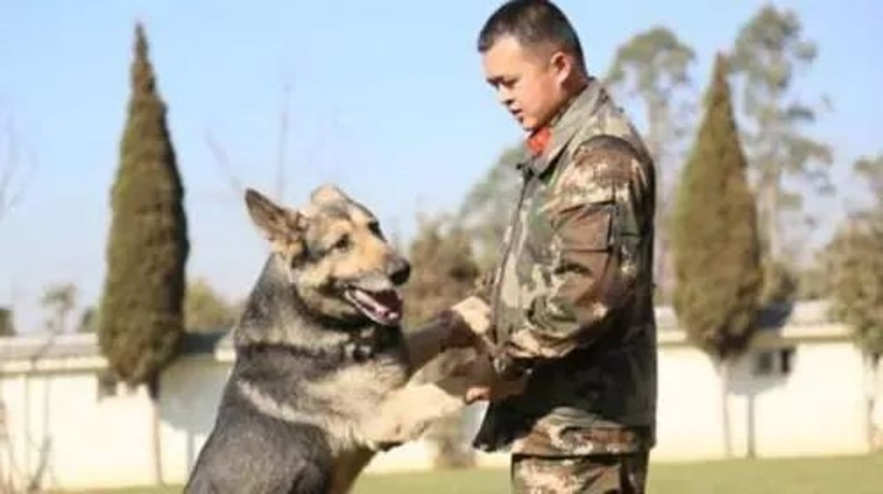 SAR dog