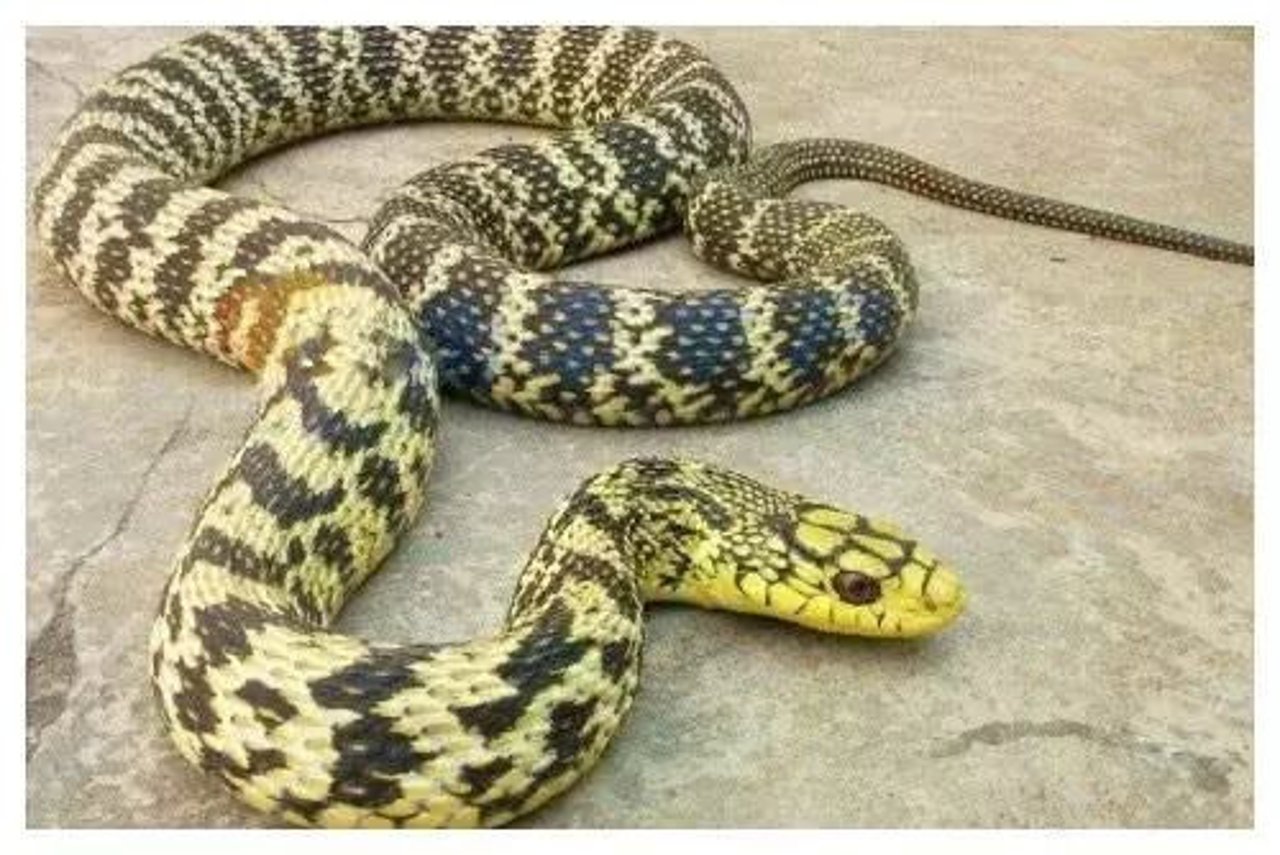 Ophiophagus hannah