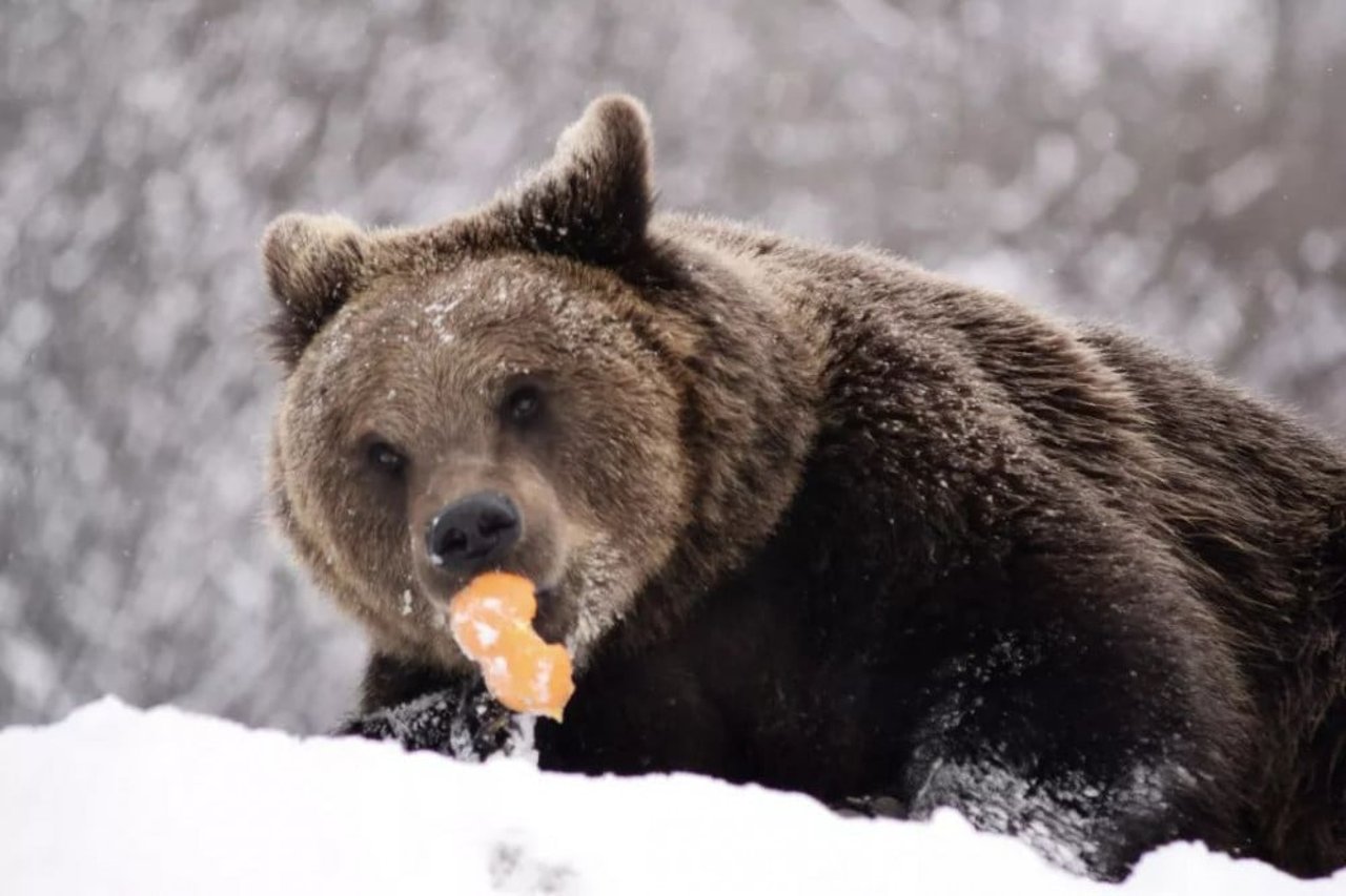 bear