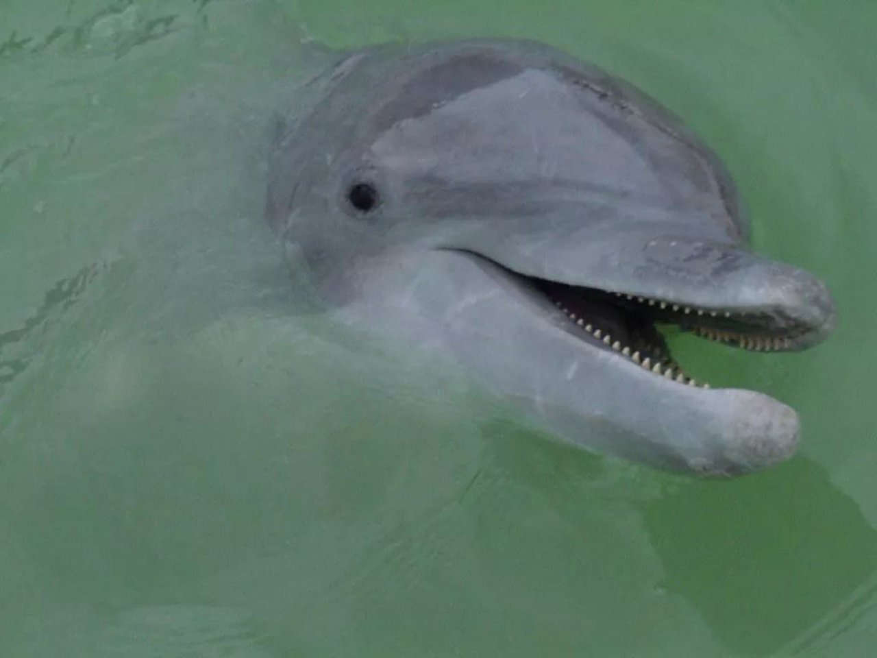 dolphin