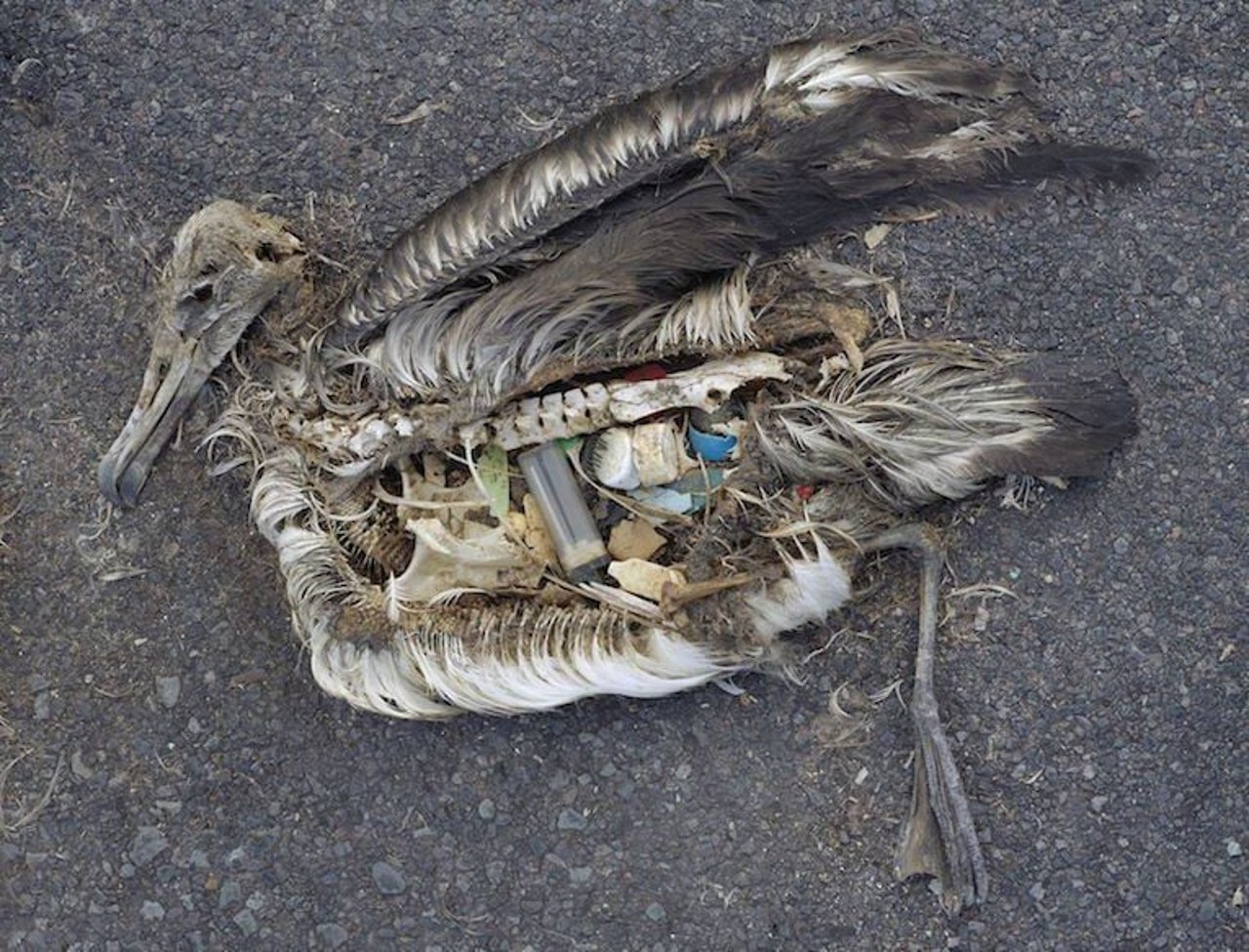 ghost gear