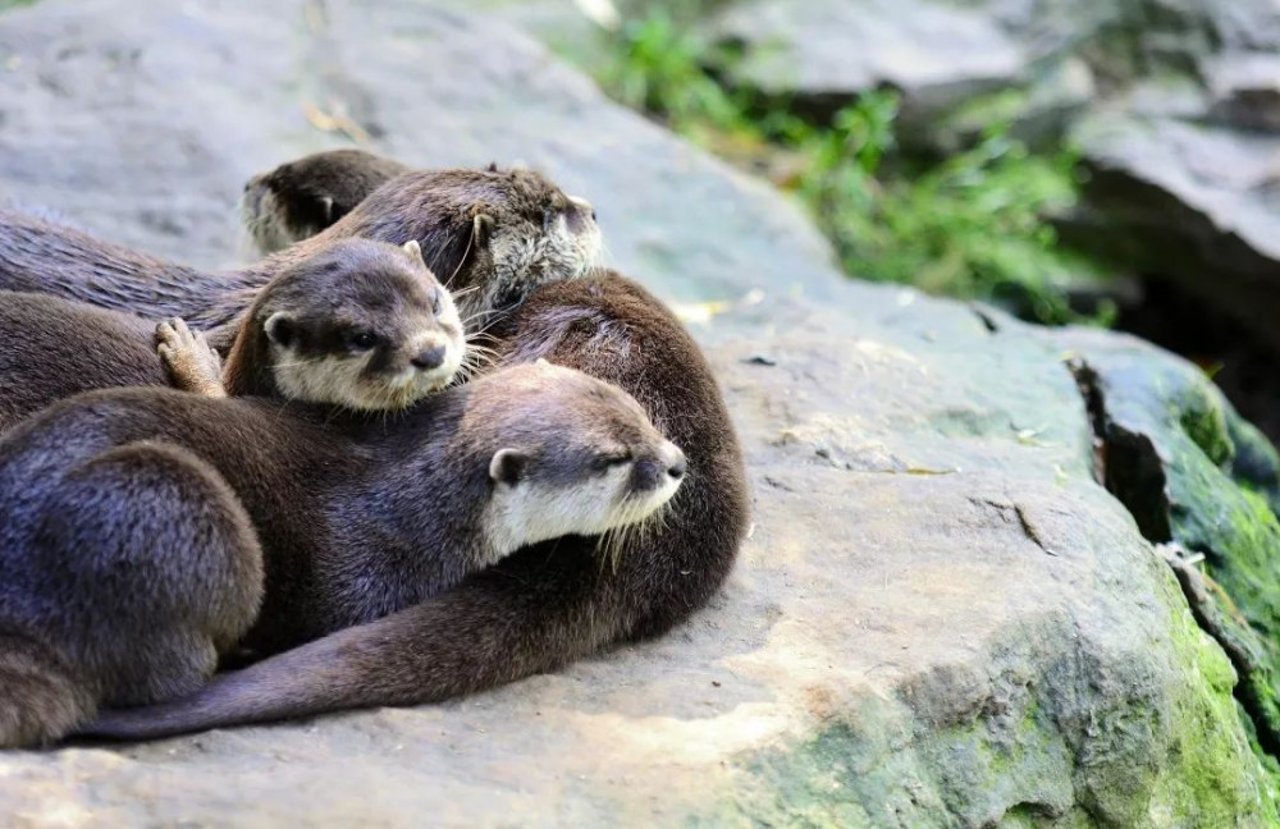 otter