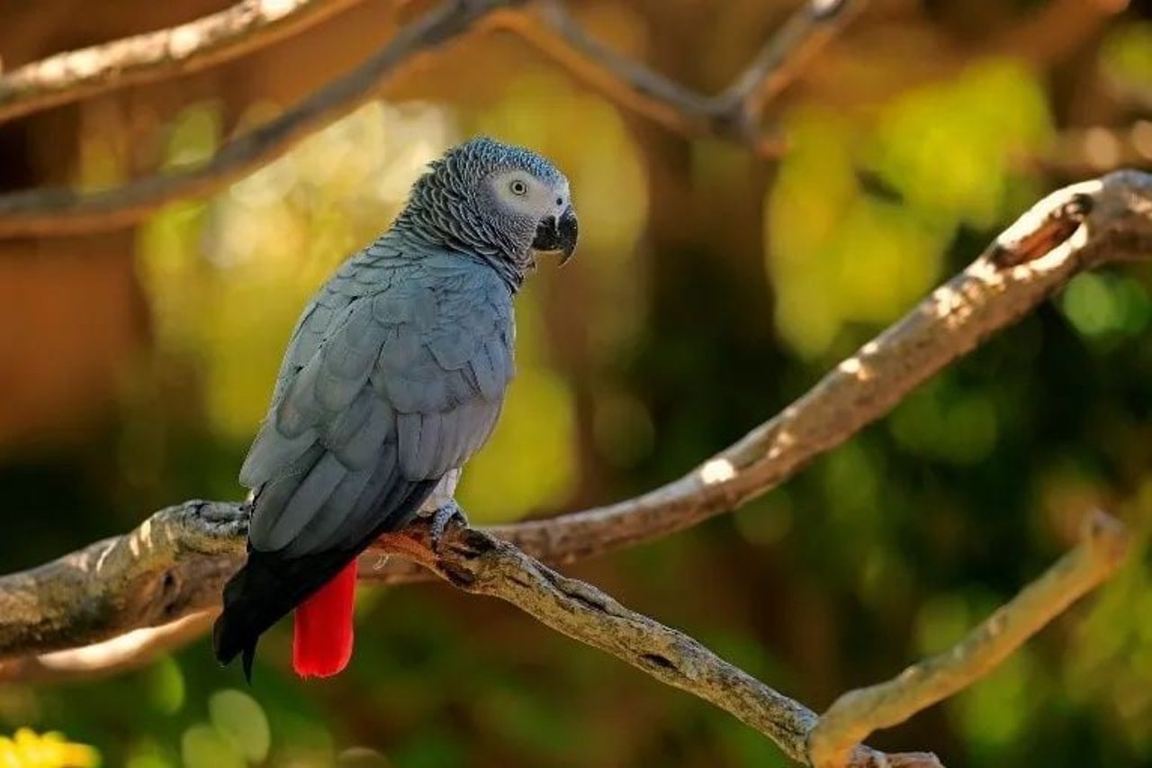 African Greys