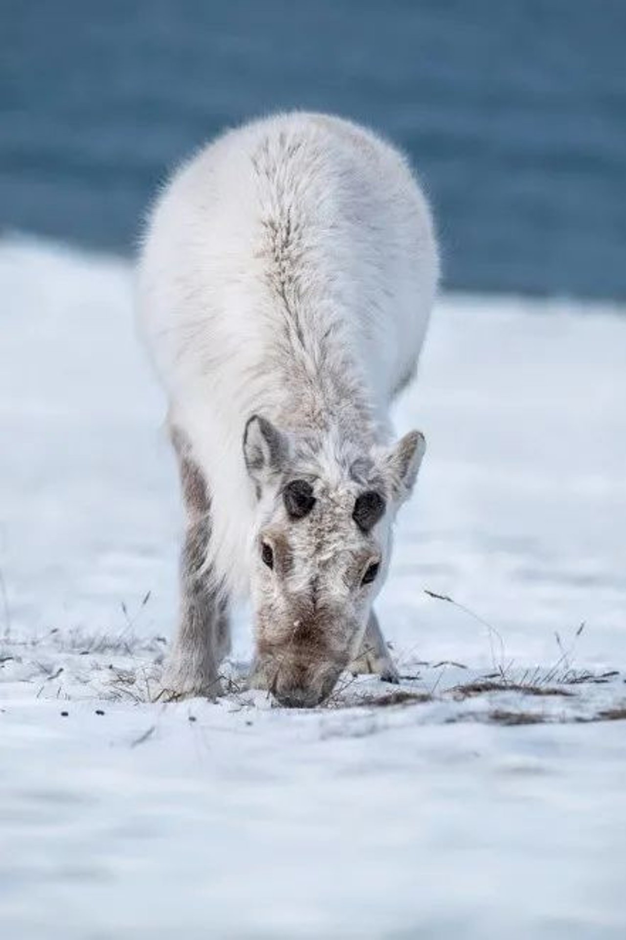 Reindeer