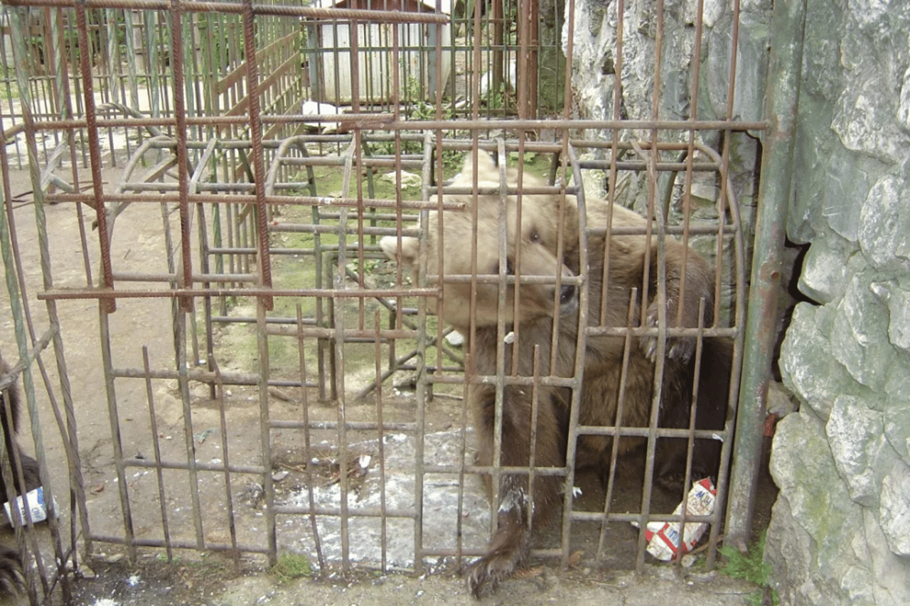 bear
