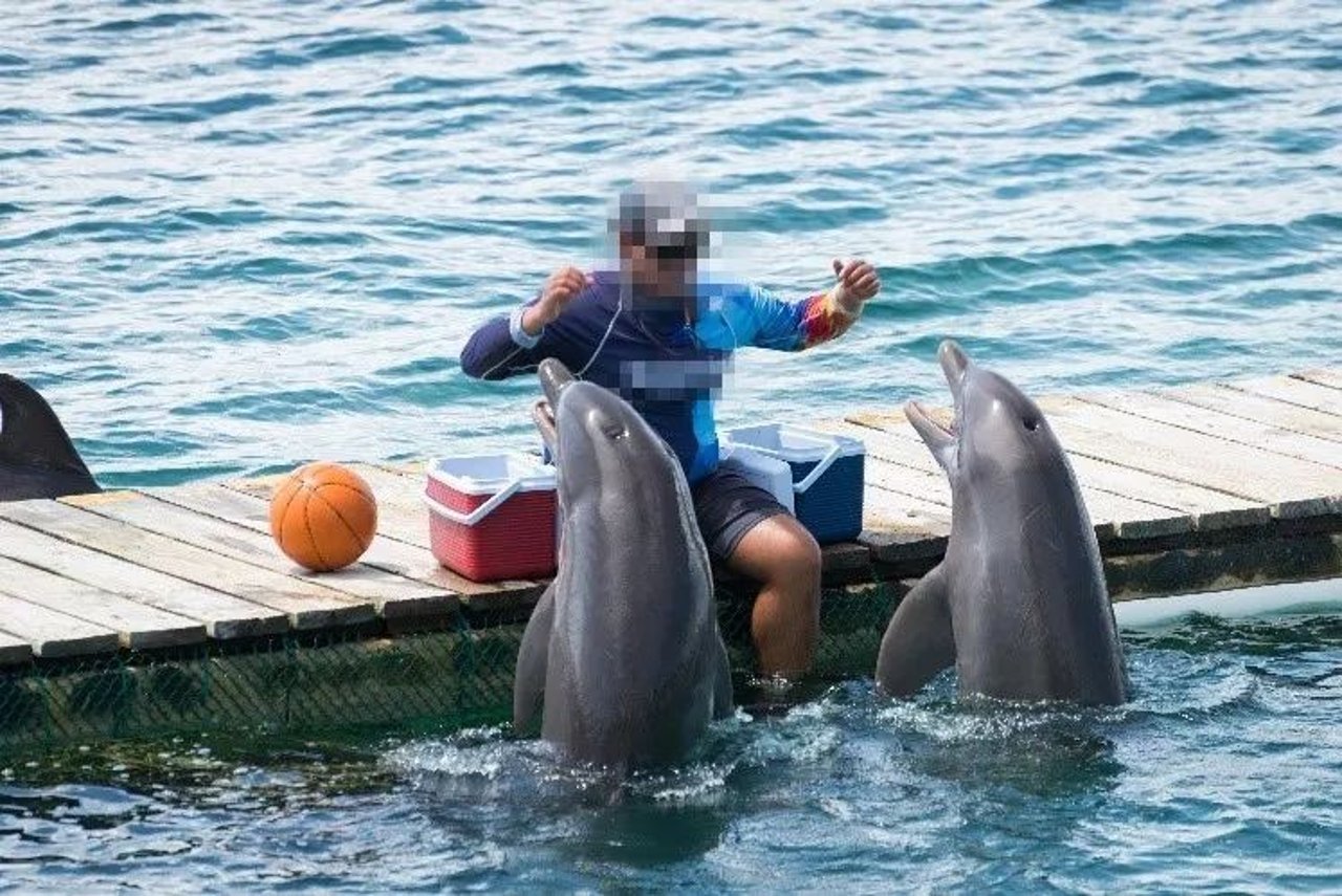 captive dolphin