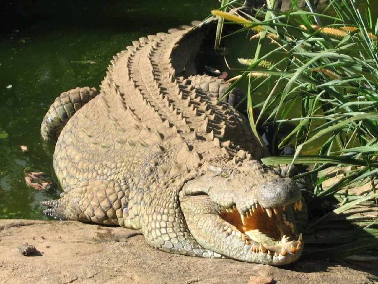 crocodile