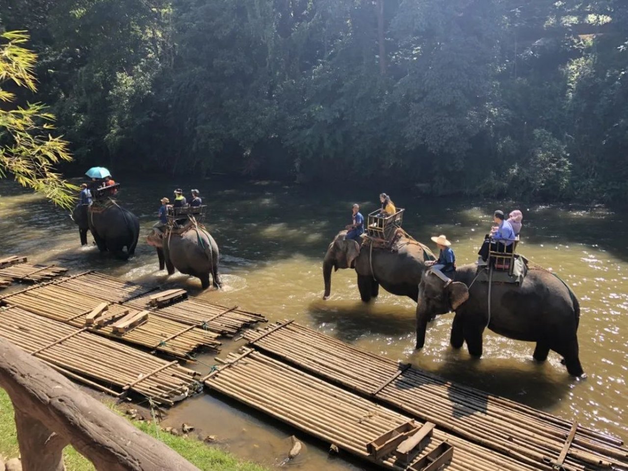 elephant riding