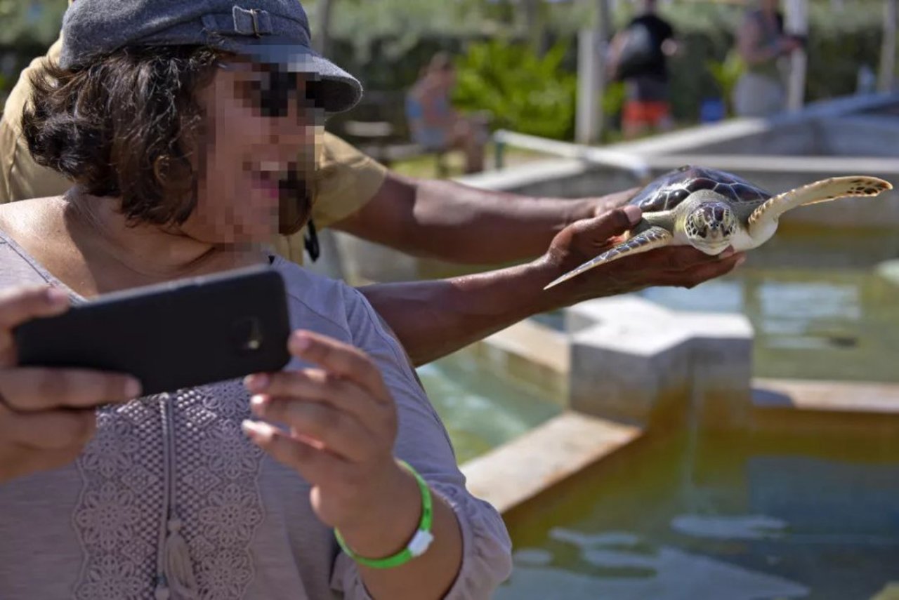 turtle