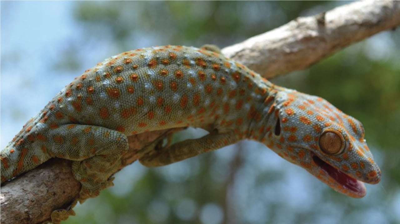 gecko