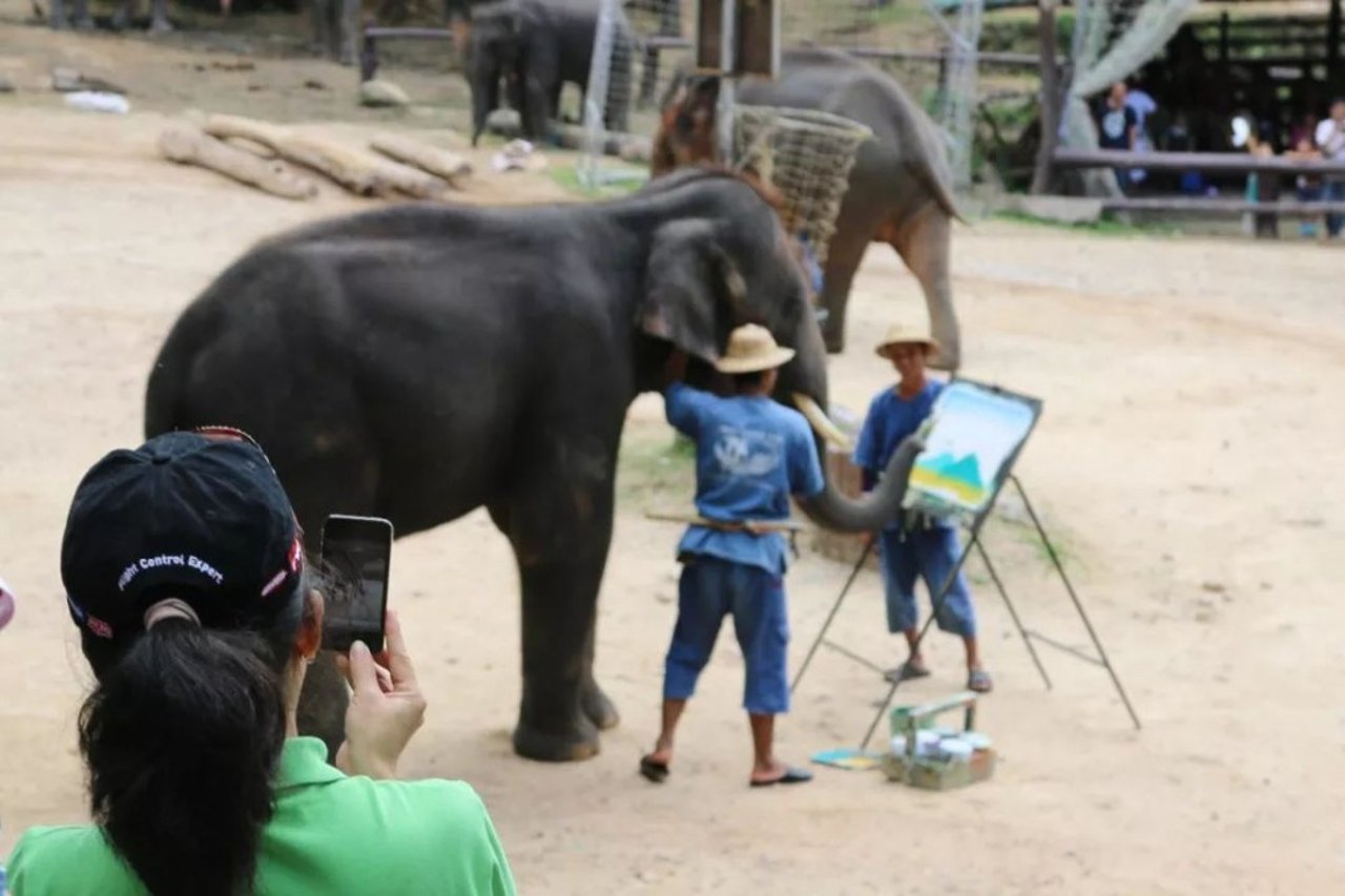 elephant performance